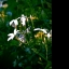 365 Project - Day 27 - Jasmine Flowers 365 Project - Day 27 - Jasmine Flowers
